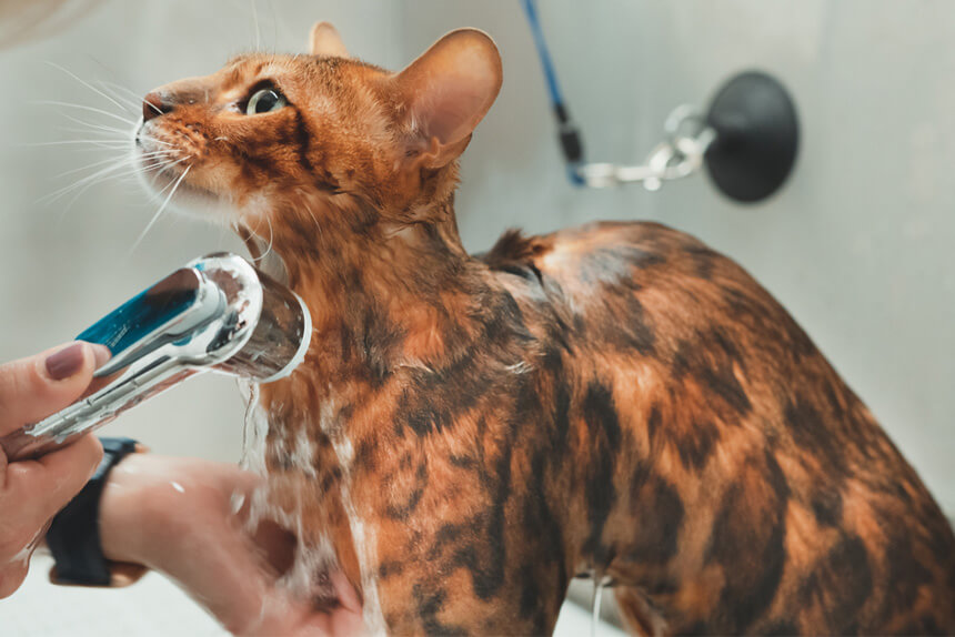 es necesario bañar a los gatos