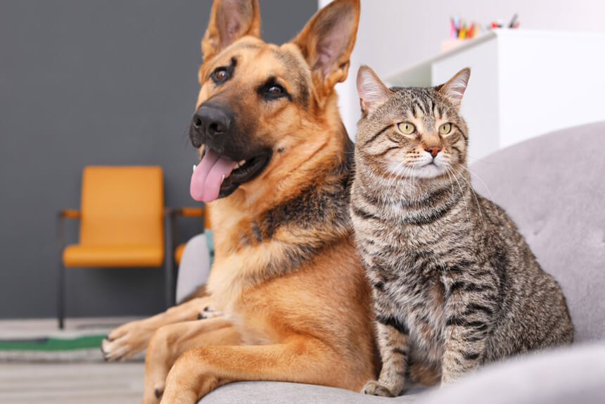 casa para perro y gato