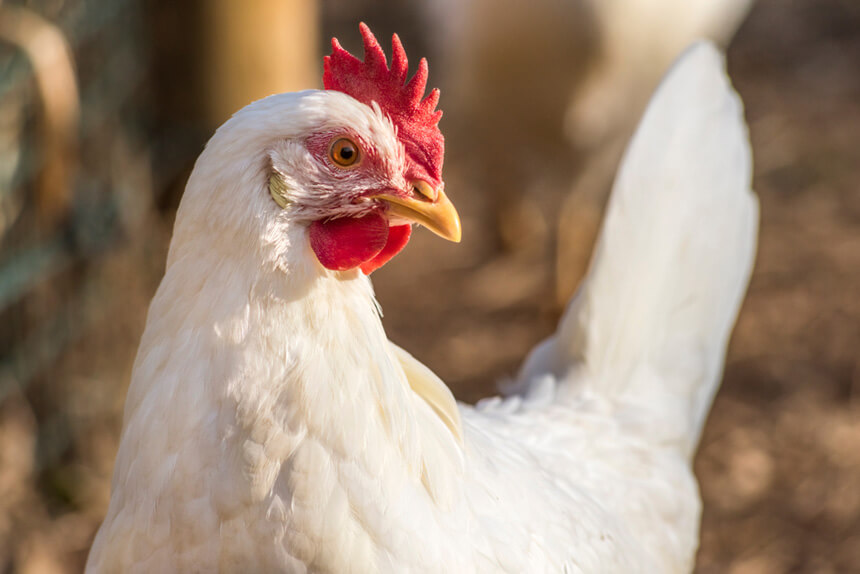 razas de gallinas