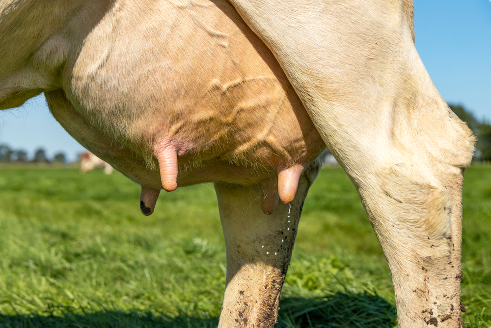 Mastitis bovina