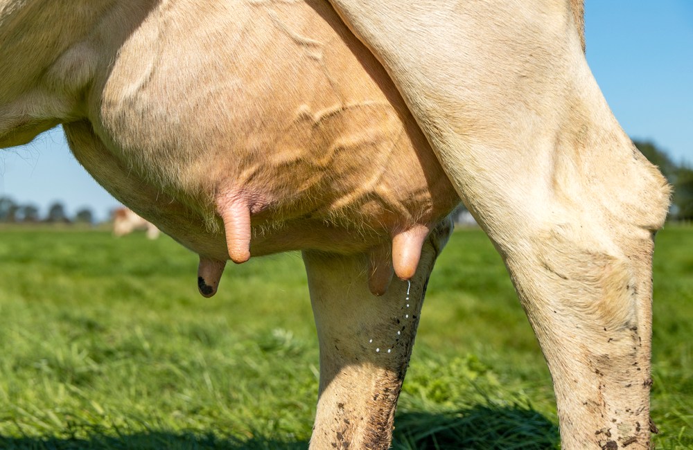 Mastitis bovina