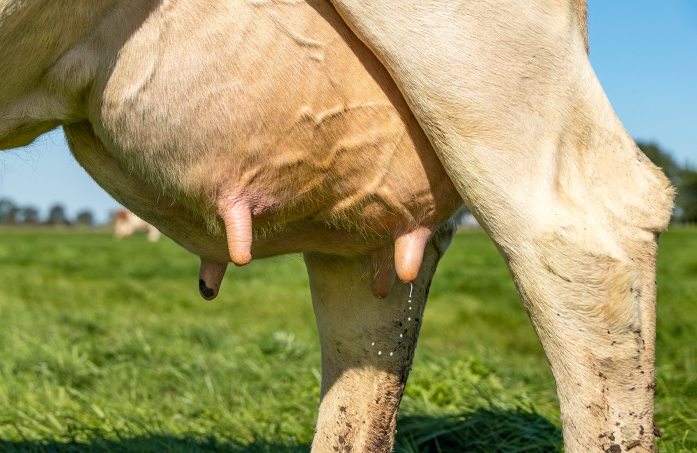 Mastitis bovina