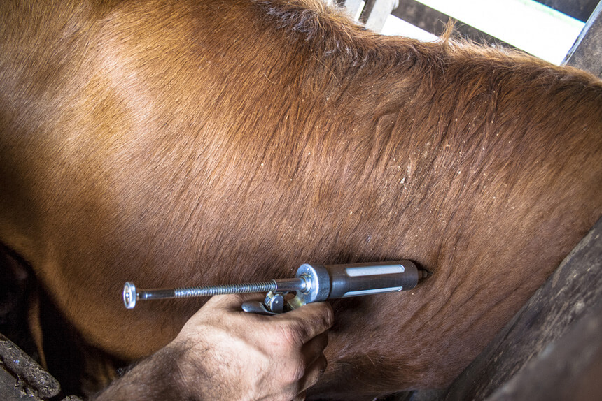 Vacunación contra la fiebre aftosa del ganado bovino