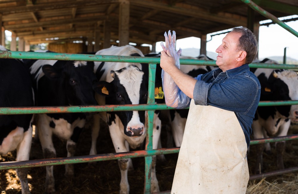 inseminación en animales