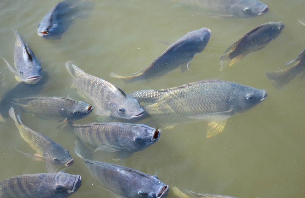 conteo de peces