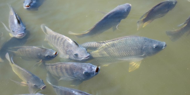 conteo de peces