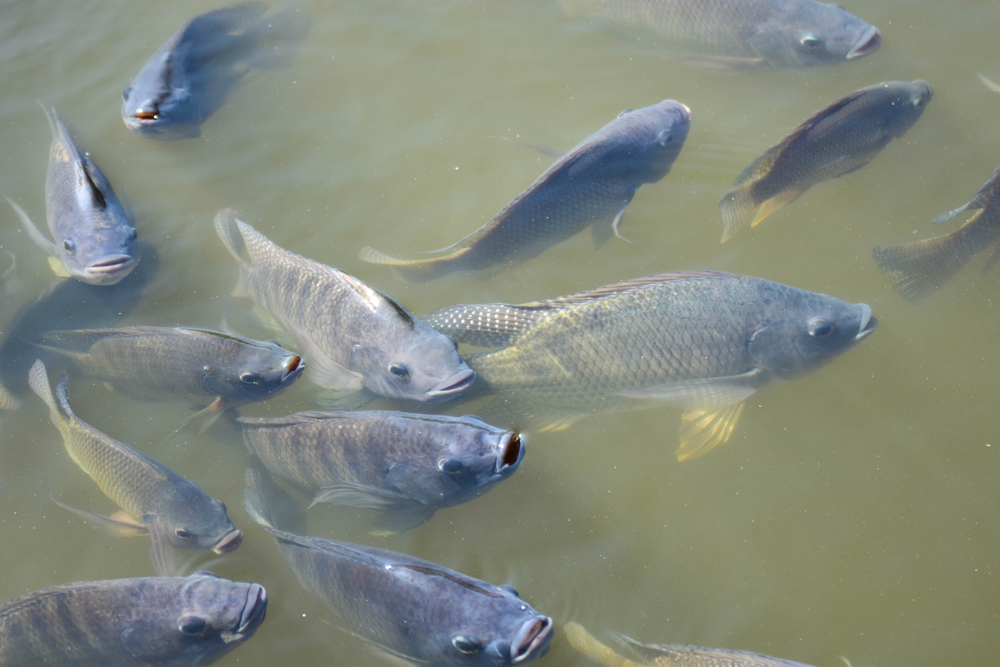 conteo de peces