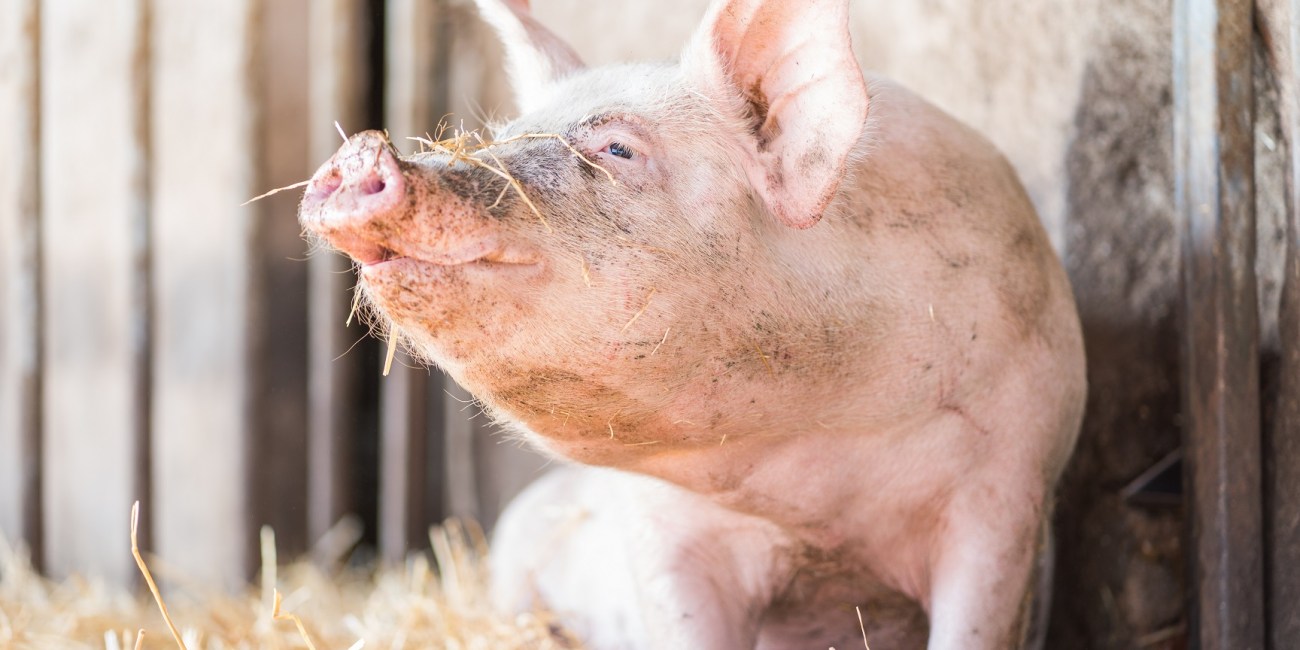 antibióticos para cerdos