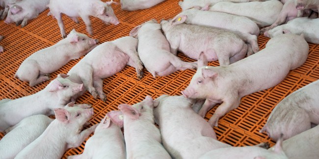 antibioticos para porcinos