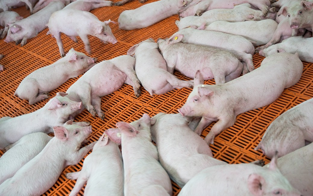 antibioticos para porcinos