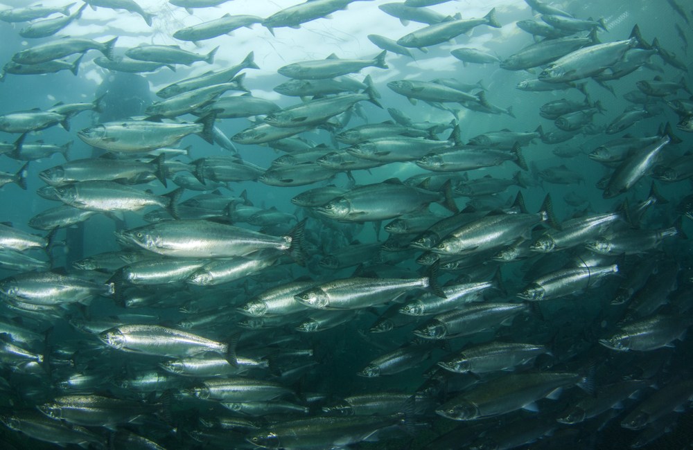 acuicultura de peces