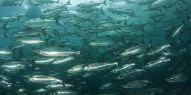 acuicultura de peces