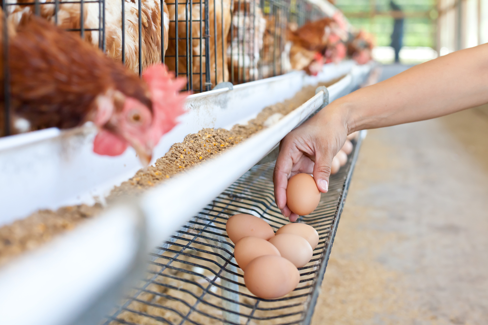 gallina ponedora