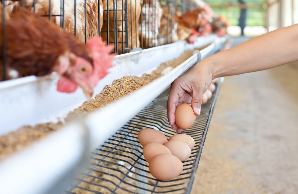 gallina ponedora