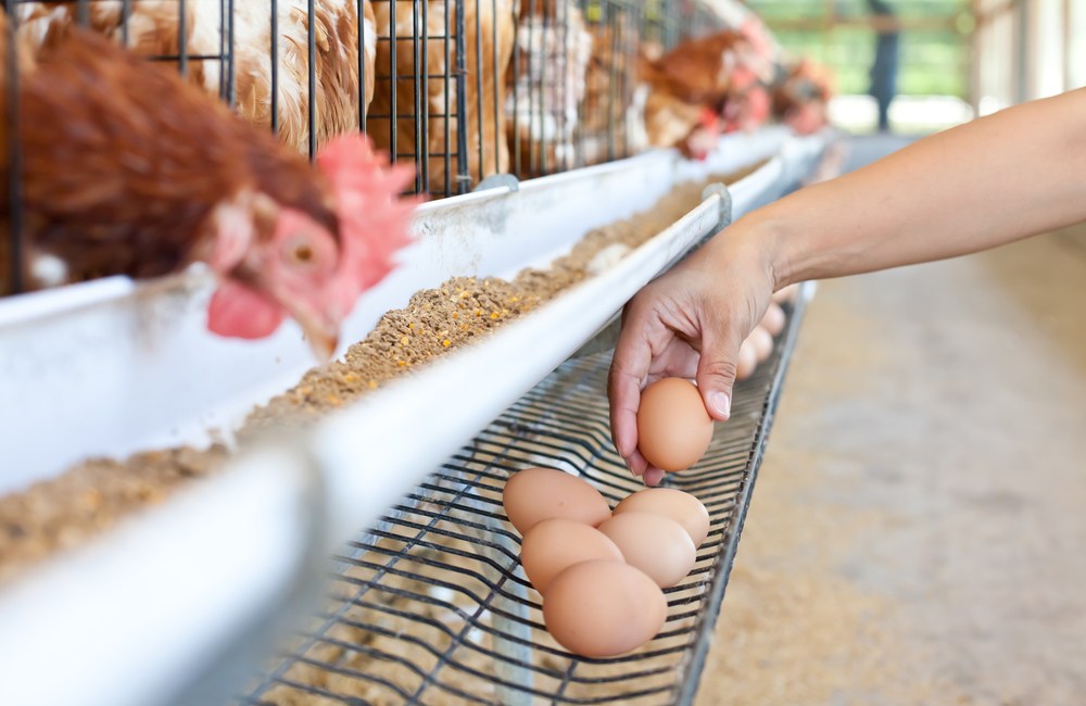 gallina ponedora