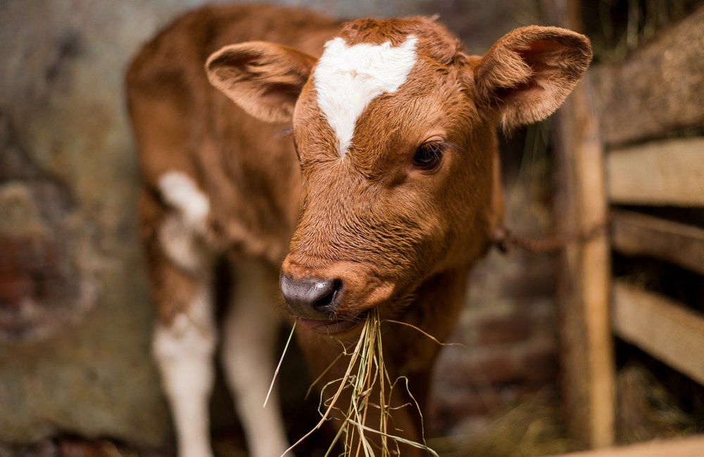 coccidiosis en terneros