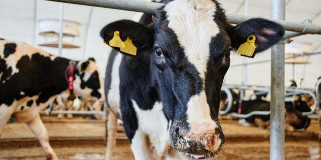 Biopsia de oreja bovina