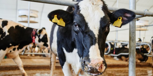 Biopsia de oreja bovina
