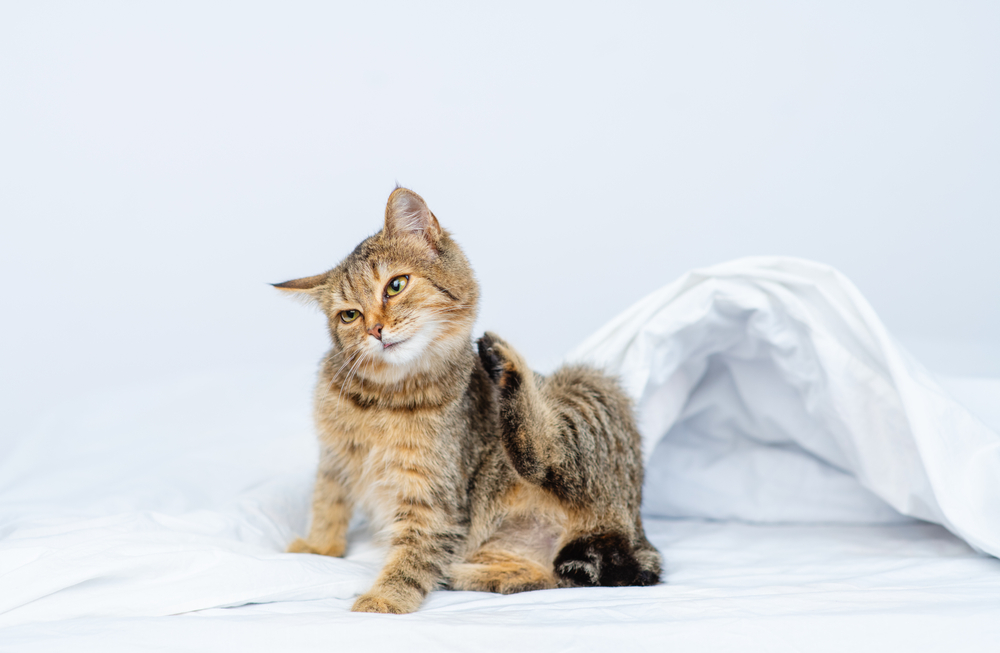 Enfermedad por arañazo de gato