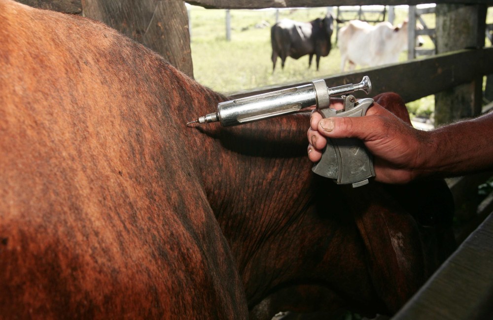 rinotraqueitis bovina