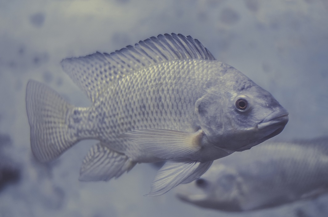 acuicultura de tilapia