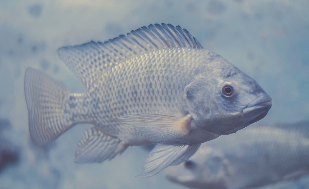 acuicultura de tilapia