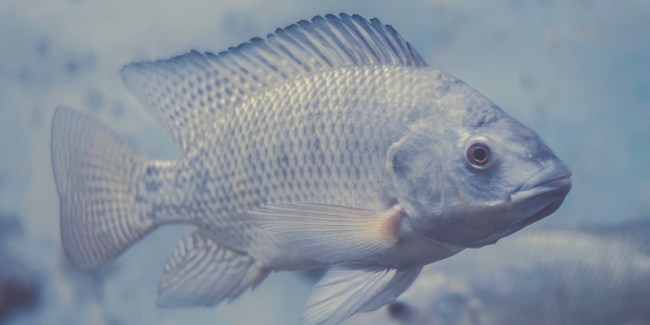 acuicultura de tilapia