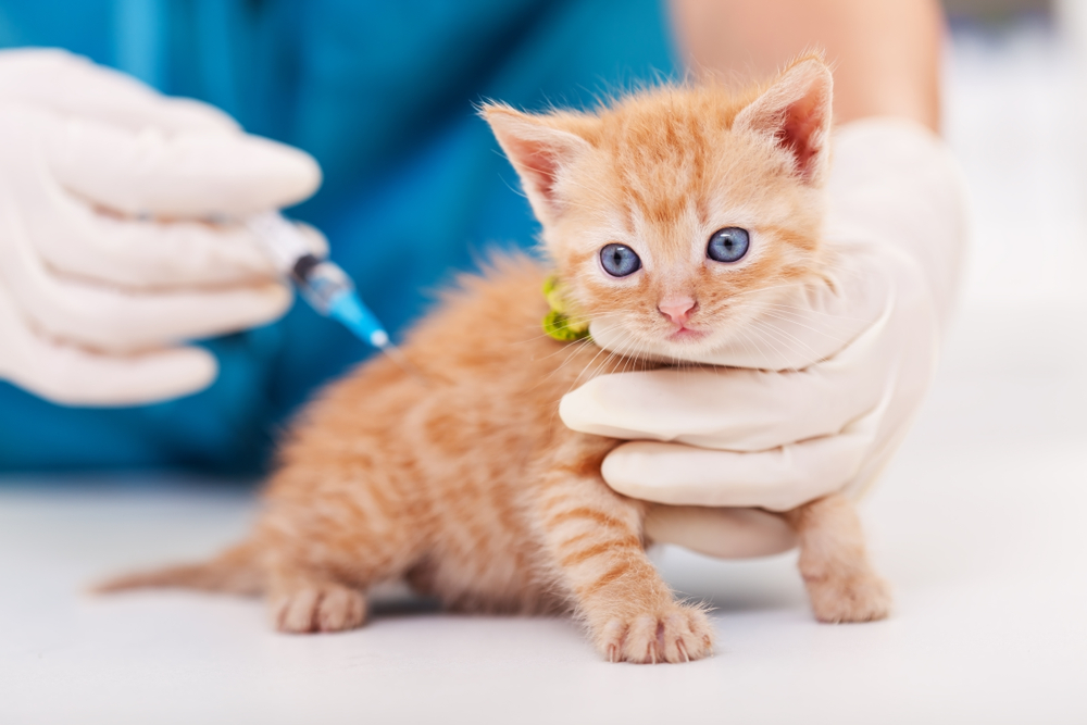 leucemia en gatos