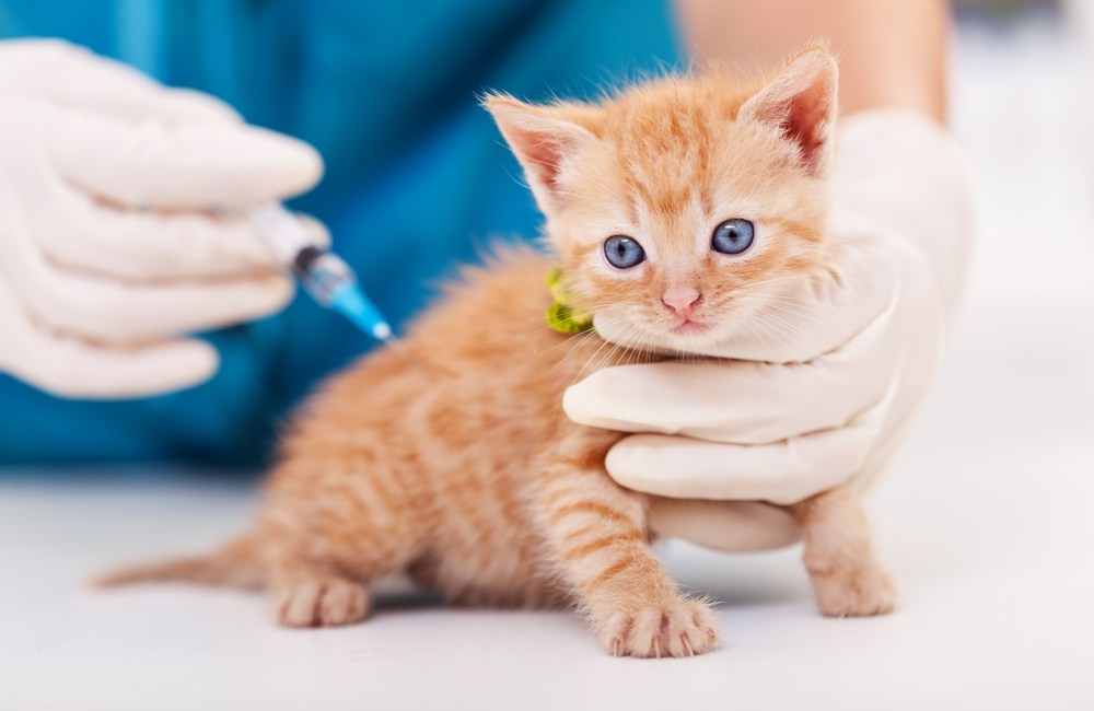 leucemia en gatos