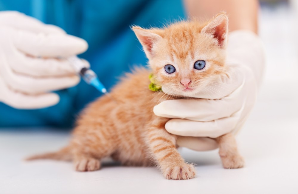 leucemia en gatos