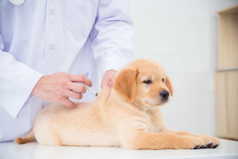 dosis de insulina en perros diabeticos