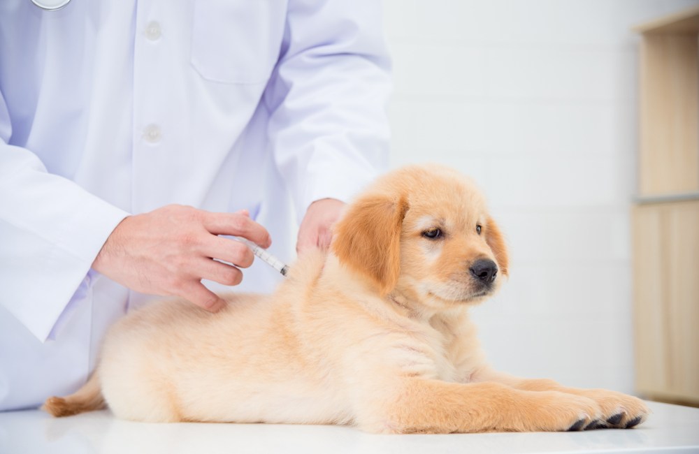 dosis de insulina en perros diabeticos