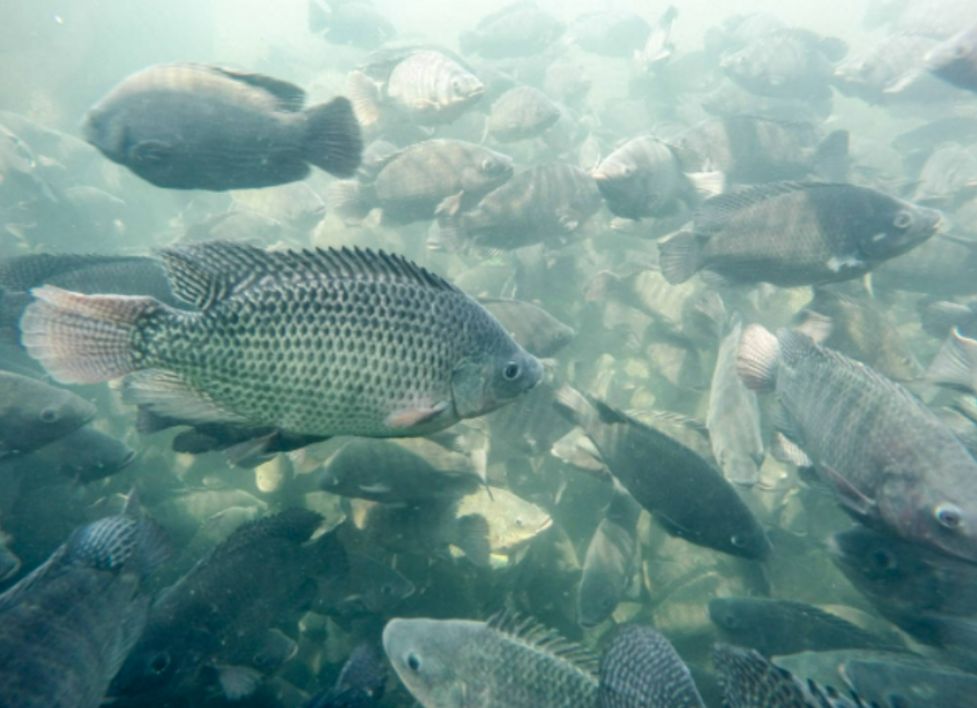 cultivo tilapia