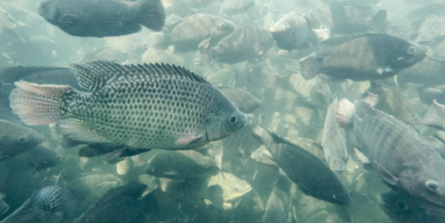 cultivo tilapia