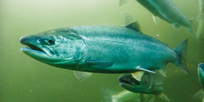 enfermedades en tilapia
