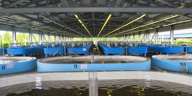 estanque de peces