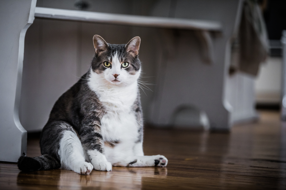 Puede un gato obeso diabetes tener resistencia a la insulina?