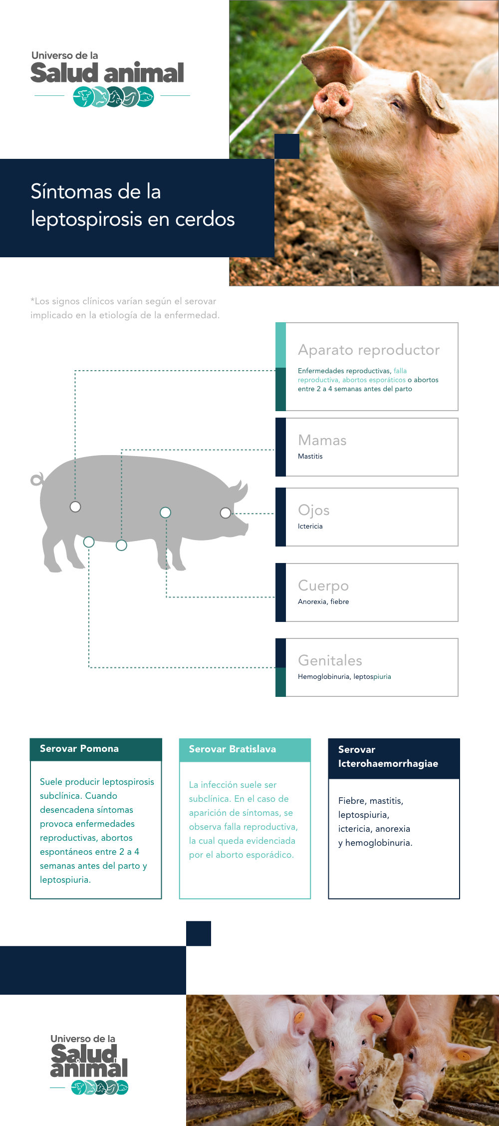 sintomas de leptospirosis