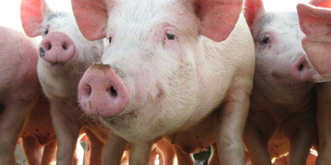 sintomas de leptospirosis