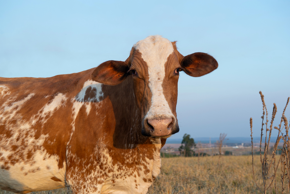 anaplasmosis bovina