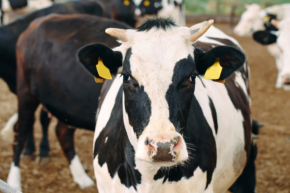 inseminación artificial en bovinos