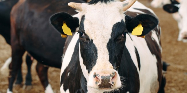 inseminación artificial en bovinos