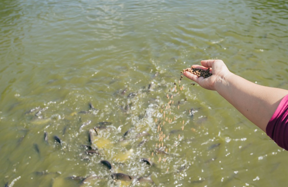 Enfermedades de peces