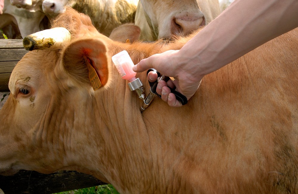 vacunas de las vacas
