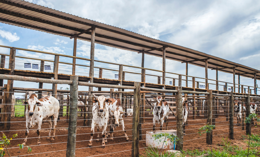 Corrales para ganado de carne: cómo deben estructurarse las instalaciones  para garantizar el bienestar animal