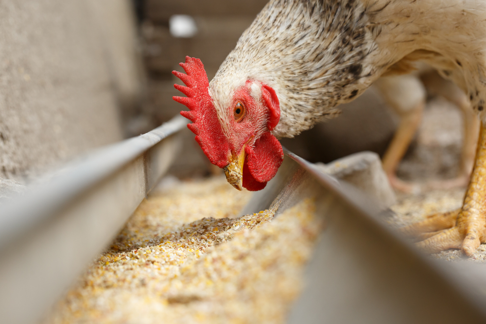 La importancia de la nutrición en las aves para el bienestar animal de las  gallinas