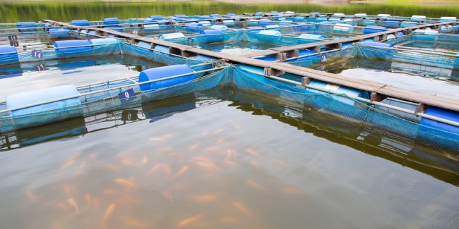 calidad de agua en acuicultura