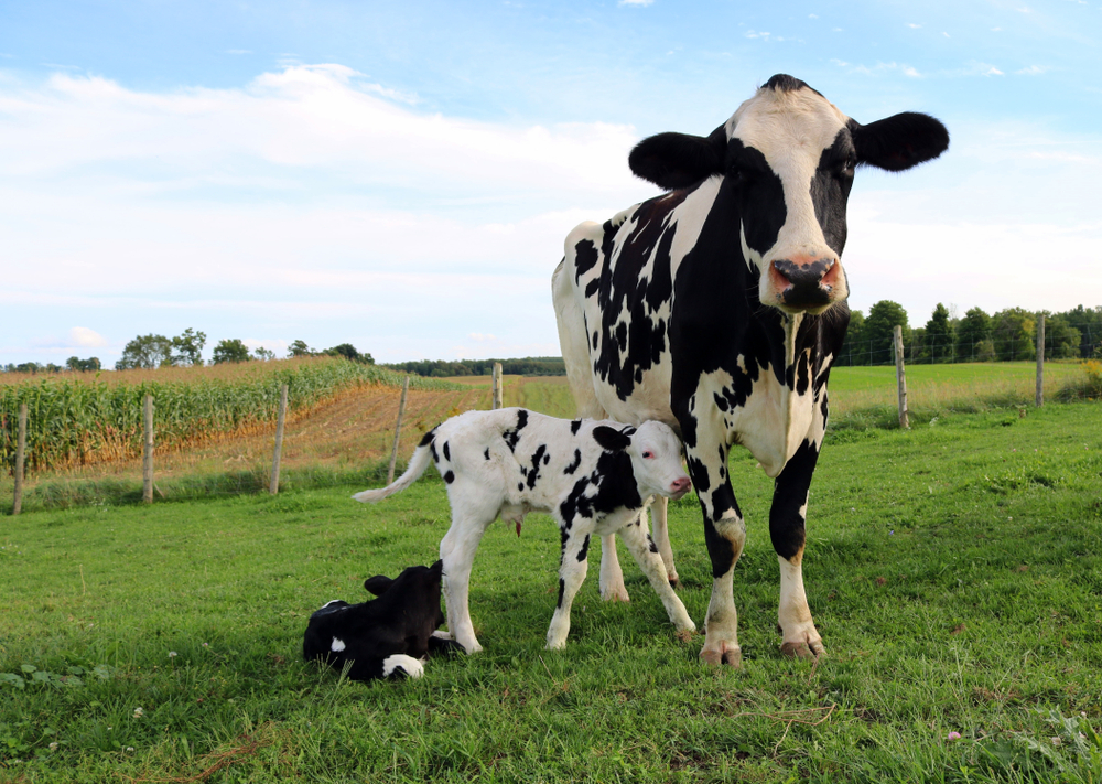 Manejo de la maternidad en bovinos de carne