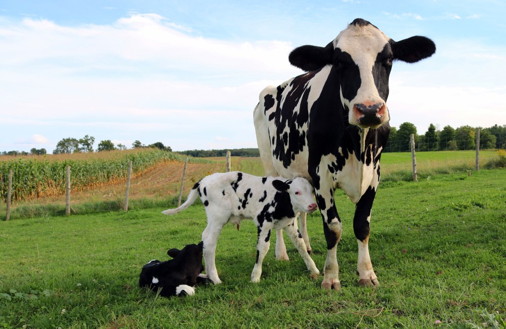 Manejo de la maternidad en bovinos de carne