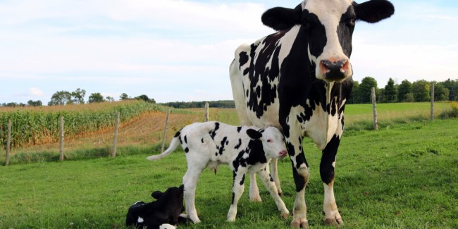 Manejo de la maternidad en bovinos de carne